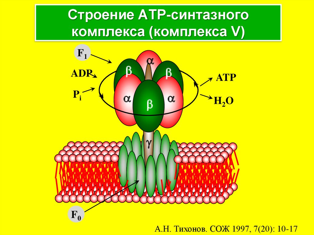 Фермент атф синтаза. Строение синтазного комплекса. Строение АТФ синтазного комплекса. АТФ синтаза фотосинтез. Н АТФ синтетаза строение.