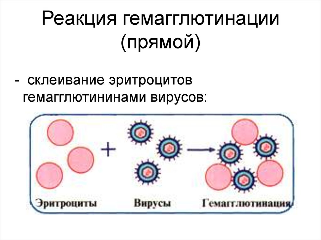 Гемагглютинация это. Реакция торможения пассивной гемагглютинации. Реакция прямой гемагглютинации микробиология. Реакция гемагглютинации механизм. Реакция торможения гемагглютинации вирусов микробиология.