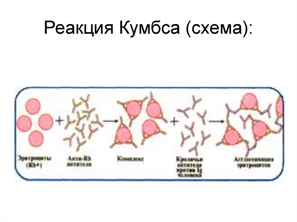 Реакция кумбса. Непрямая проба Кумбса схема. Реакция Кумбса непрямая гель-фильтрация что это. Резус конфликт реакция Кумбса. Реакция Кумбса схема.