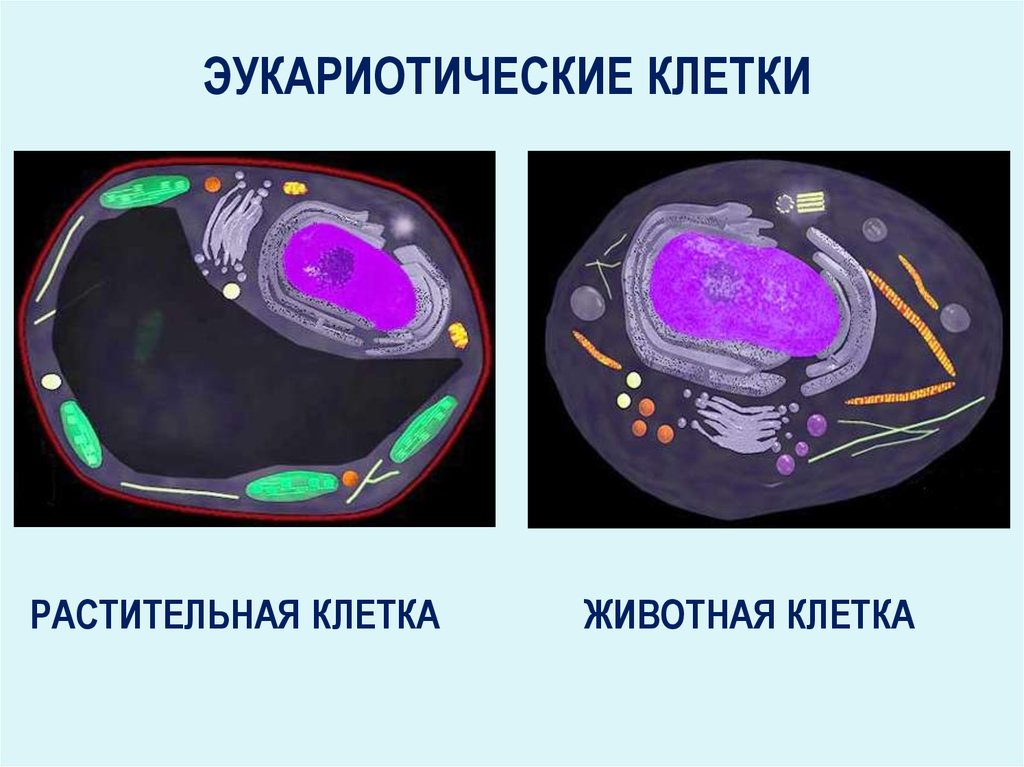Организации эукариотической клетки. Эукариотическая клетка. Эукариотические клетки. Эукариотическая клетка растительная. Эукариотическая клетка животных.