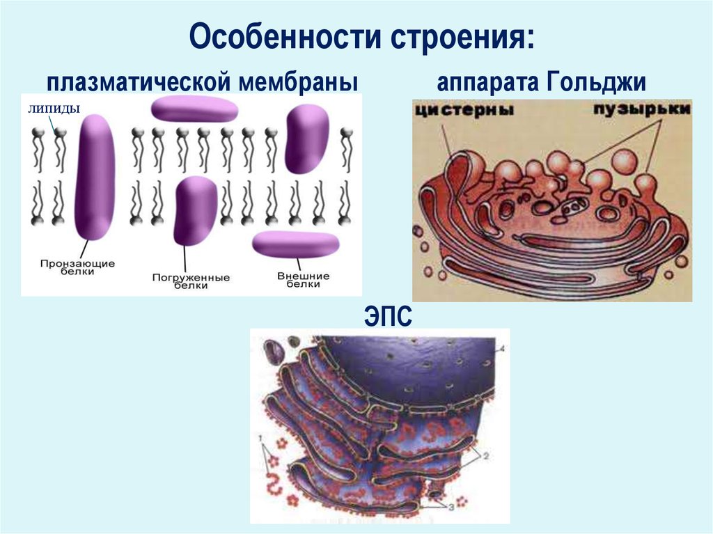 Какая структура клетки изображена. Строение клетки 10 класс эндоплазматическая сеть. Мембрана аппарата Гольджи. Особенности строения плазмы. ЭПС И аппарат Гольджи.