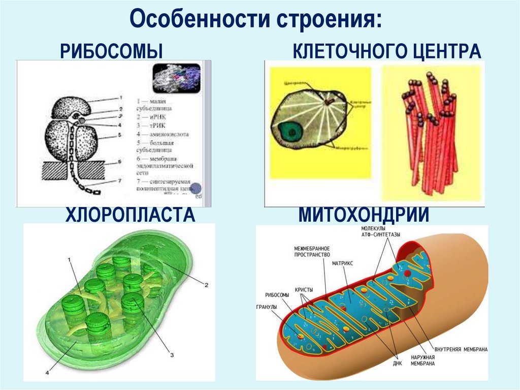 Хлоропласты строение митохондрии. Рибосома и клеточный центр функции. ЭПС клеточный центр митохондрии рибосомы. Клеточный центр и рибосомы на строении клеток. Рибосомы в митохондриях.