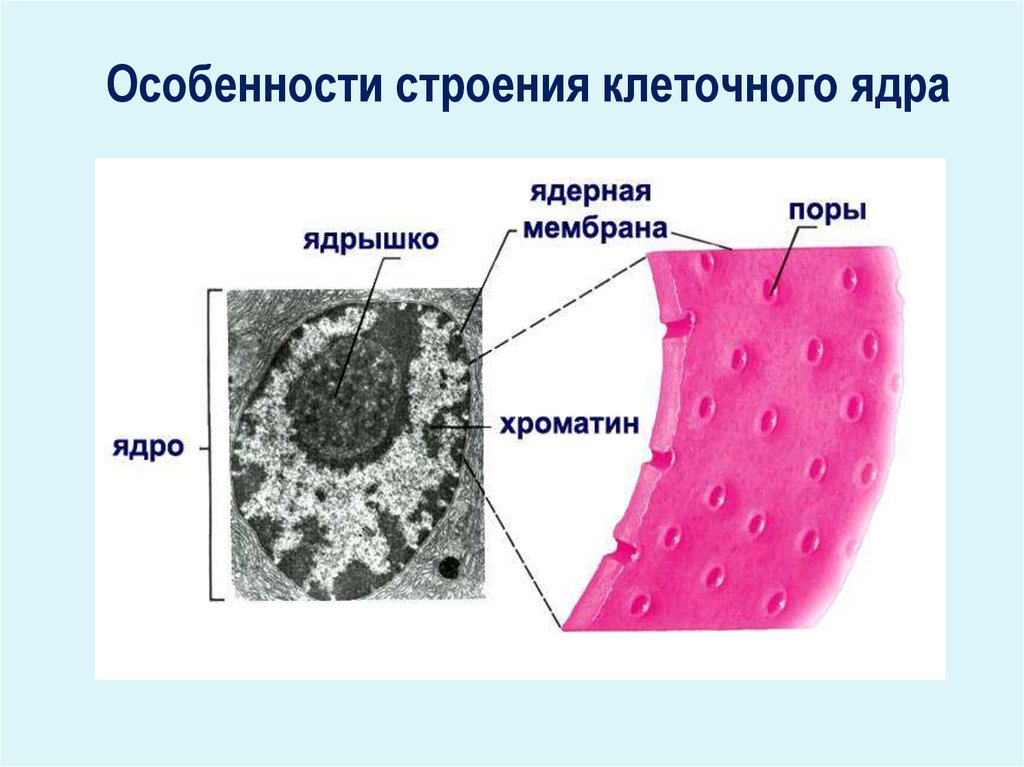 Особенности строения ядра. Строение поры ядра. Строение поры клетки. Поры ядра клетки. Особенности строения ядра клетки.