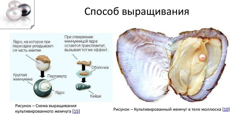 Как образуется жемчужина