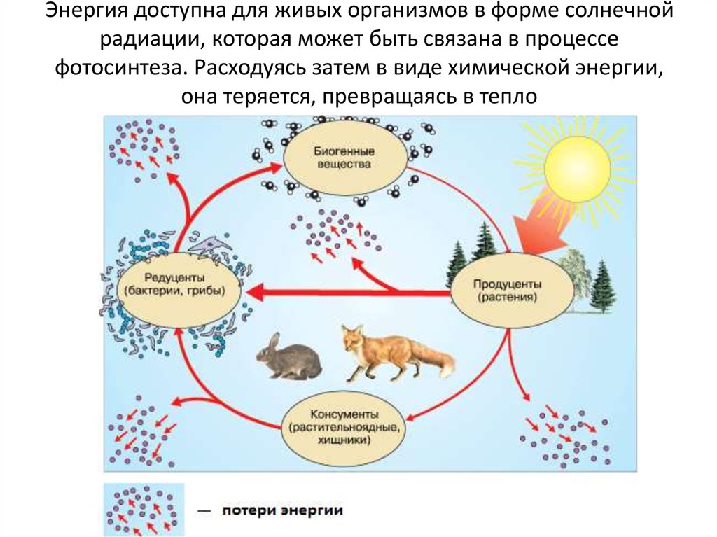 Пищевые связи круговорот веществ и энергии в экосистемах 11 класс презентация