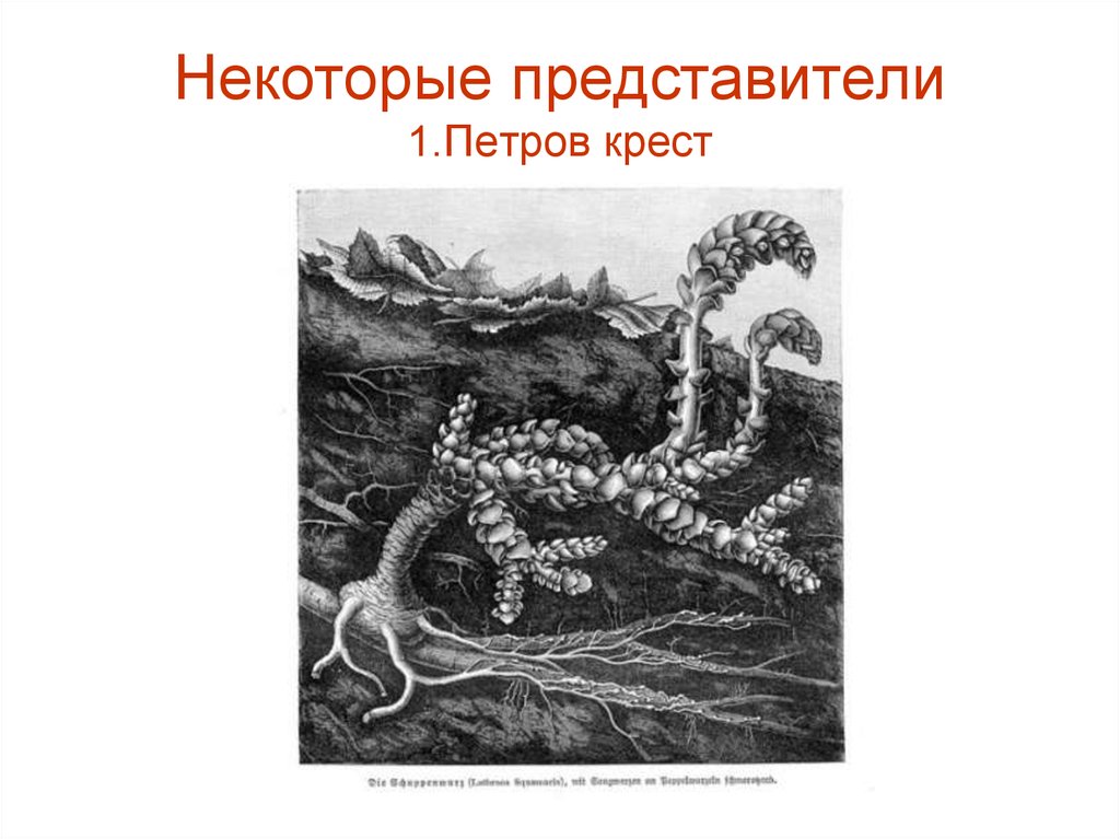 Некоторые представители. Петров крест паразитическое растение консумент. Петров крест схема. Растение паразит Петров крест рисунок. Петров крест является продуцентом.