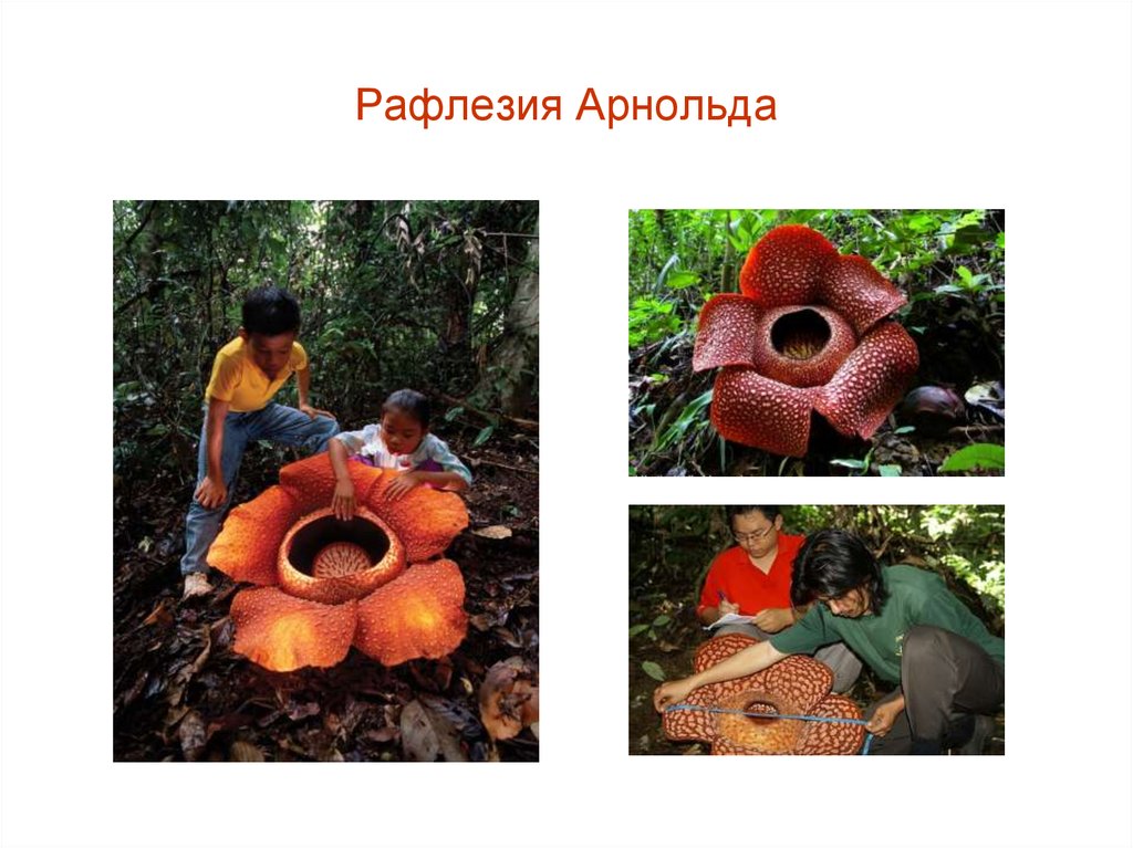 Рафлезия Арнольда