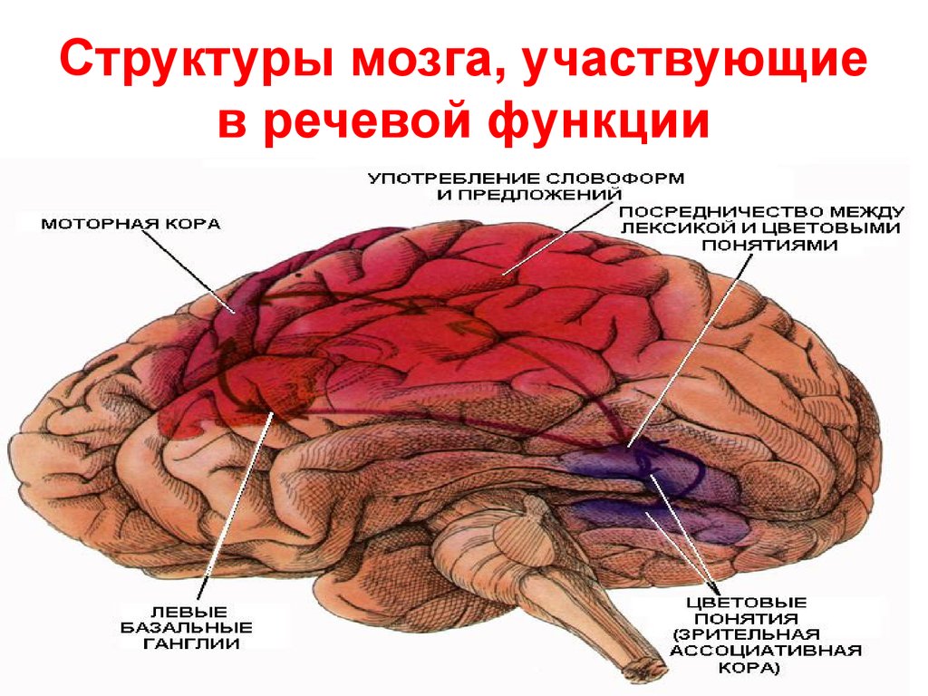 Из каких веществ состоит мозг. Структура мозга. Структуры мозга участвующие в речевой функции. Структура человеческого мозга. Структуры структуры мозга.