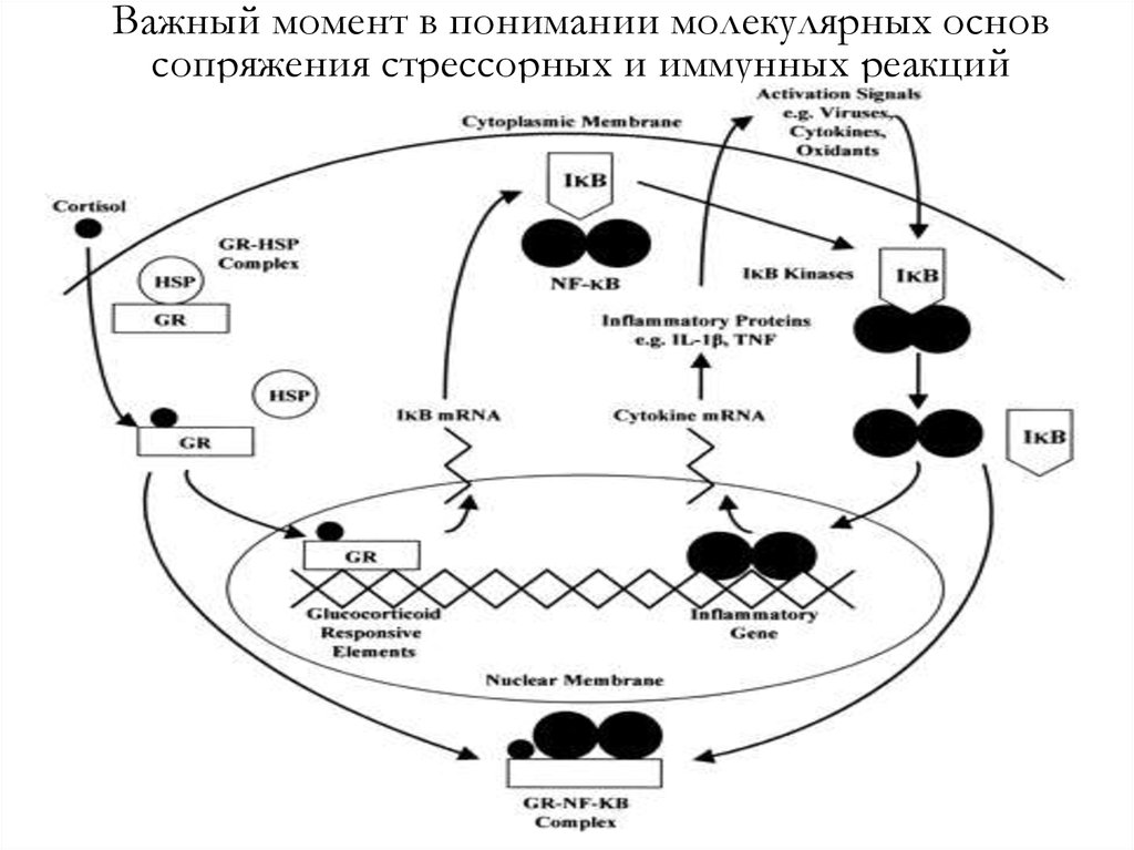 Патофизиология стресса презентация