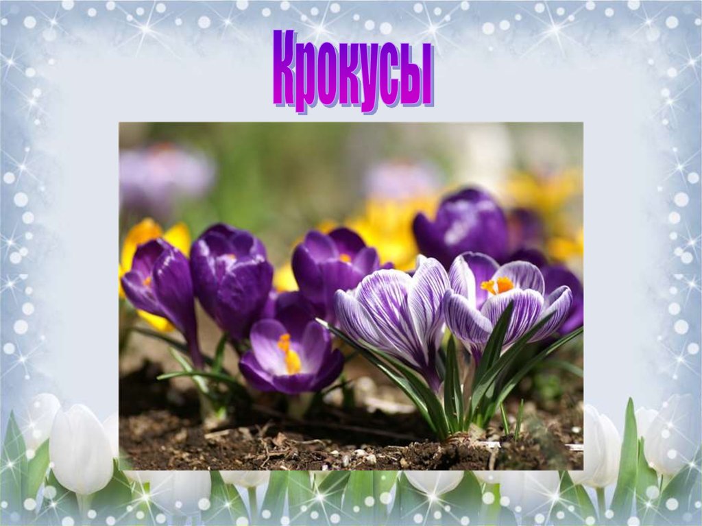 Весенние цветы 2 класс. Первоцветы крокусы. Первоцветы Крыма тюльпаны. Первоцвет весенний. Весенние цветы для детского сада.