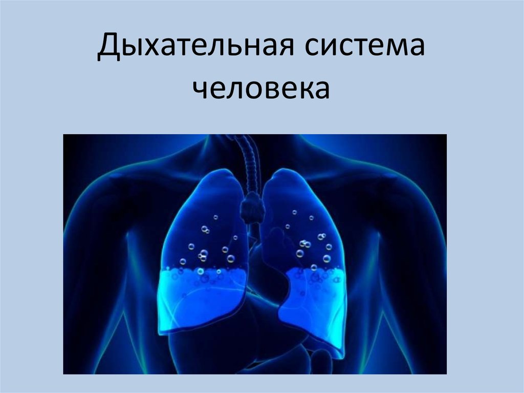 Легкие человека презентация. Дыхательная система. Дыхательная система человека. Дыхание и дыхательная система. Дыхание презентация.