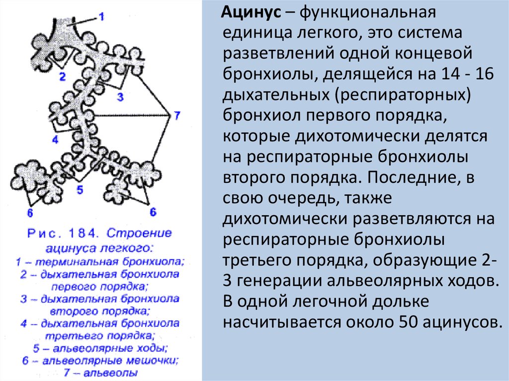 Изучите структурную единицу легкого ацинус сделайте к рисунку обозначения