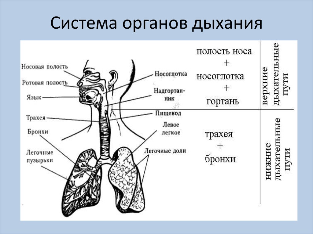 Соотнесите изображение органа дыхания с представителем класса. Строение системы органов дыхания человека. Схема строения системы органов дыхания. Отделы дыхательной системы схема. Отделы дыхательной системы анатомия.
