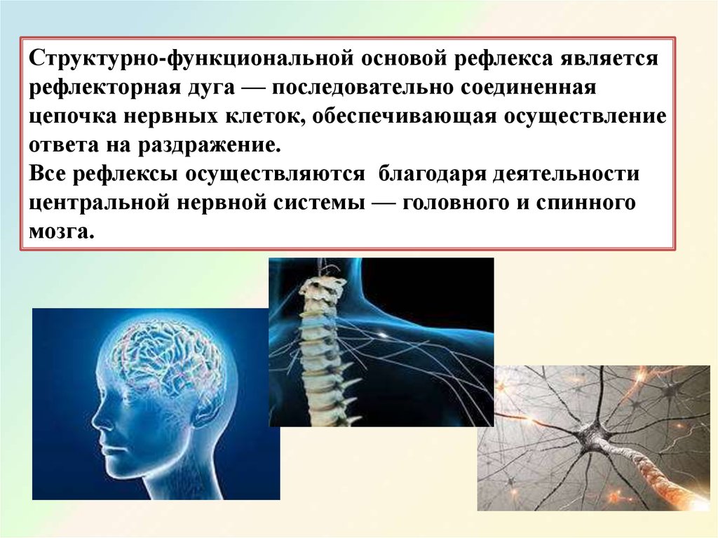 Принцип нервной системы. Нервная регуляция организма. Основа нервной регуляции. Нервная регуляция презентация. Принципы регуляции нервной деятельности.