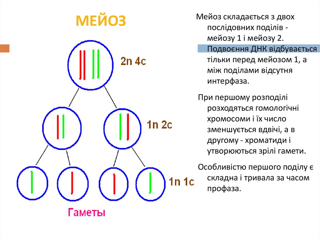 Схема мейоз 1