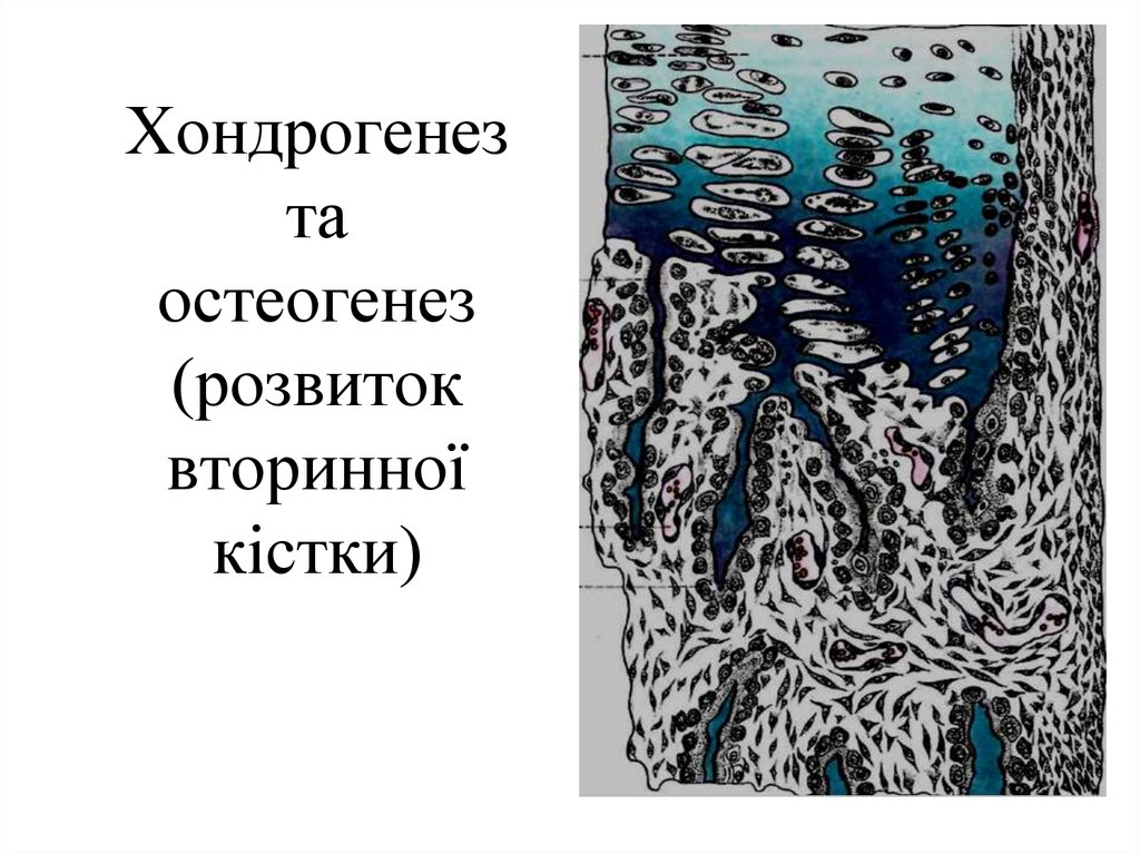 Хондрогенез. Прямой остеогенез. Хондрогенез картинка.