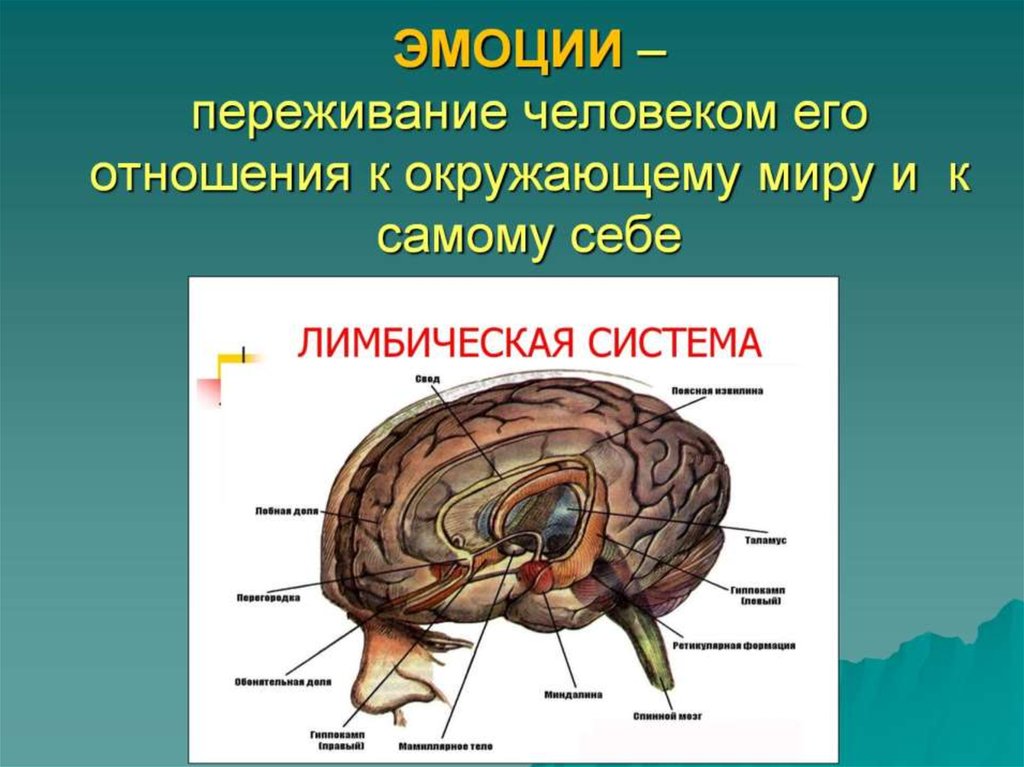 ЭМОЦИИ – переживание человеком его отношения к окружающему миру и к самому себе
