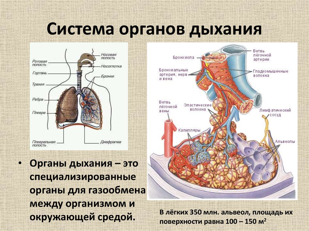 Сидема органов дыхания. Система органов дыхательная система.