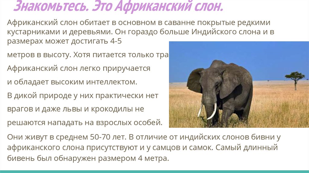 В какой природной зоне африки обитает слон. Африканский слон. Доклад про слона. Африканский слон интересные факты. Слоны интересные факты для детей.