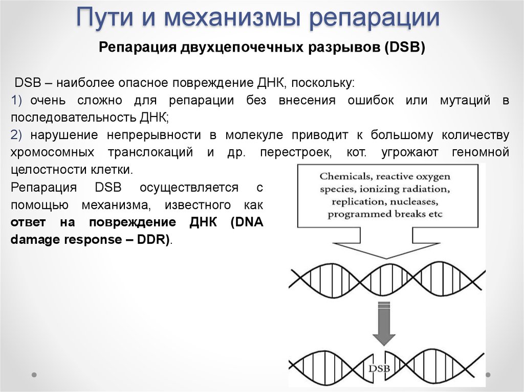 Репарация границ