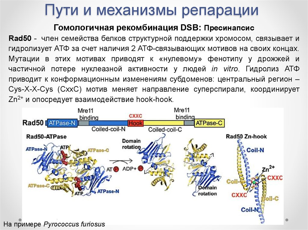 Гомологичная репарация