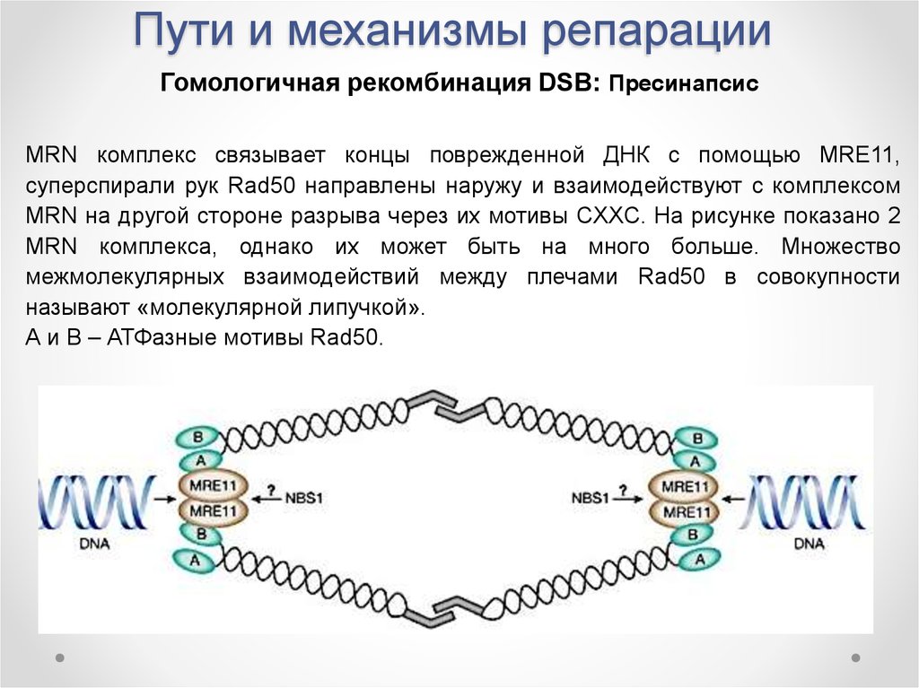 Репарация границ