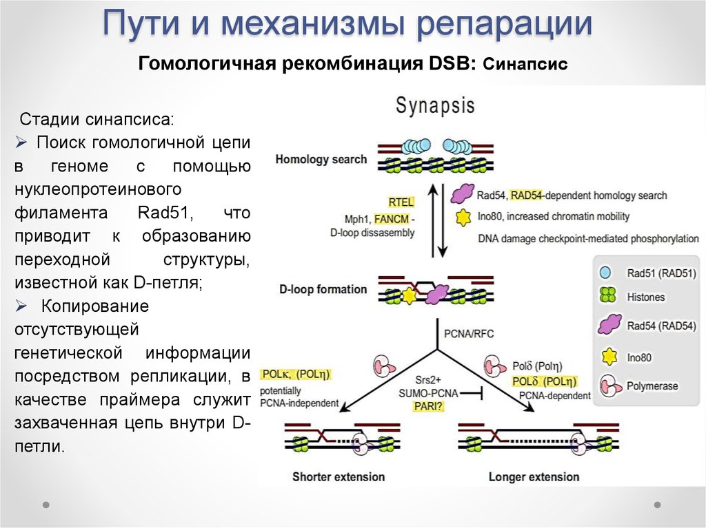 Репарация границ