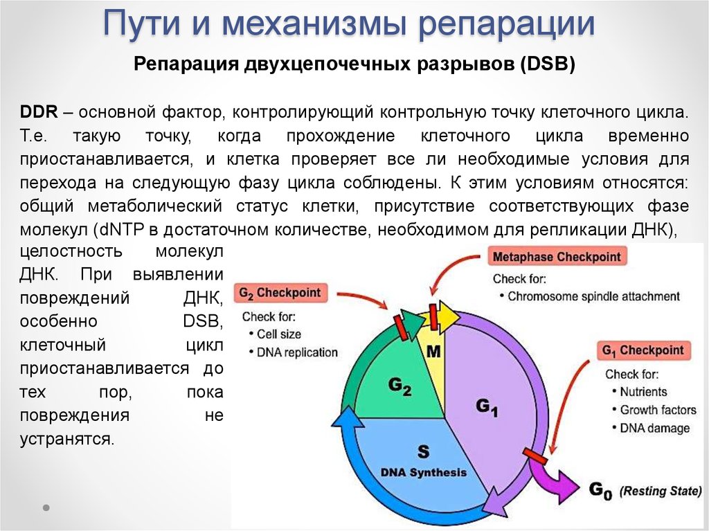 Контрольный цикл. G1 контрольная точка клеточного деления. Клеточный цикл. Контрольные точки клеточного цикла. Точки рестрикции клеточного цикла. Клеточный цикл репликация ДНК.