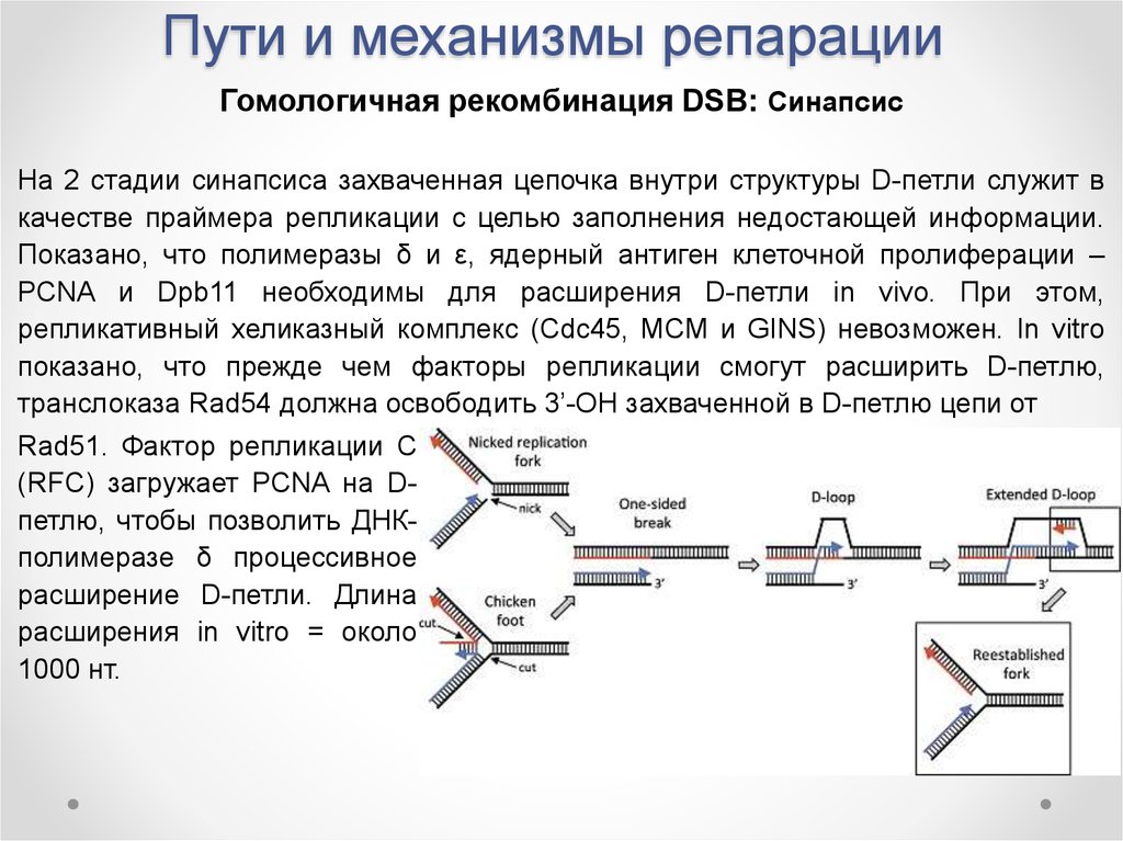 Гомологичная репарация