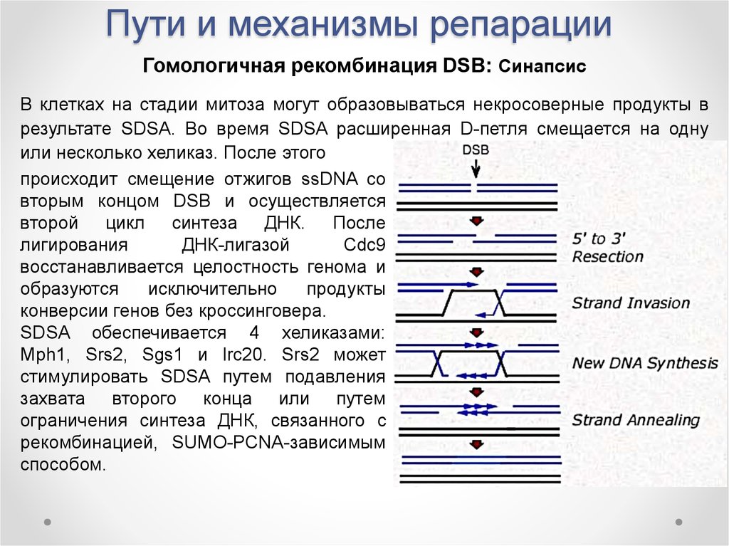 Репарация что это такое