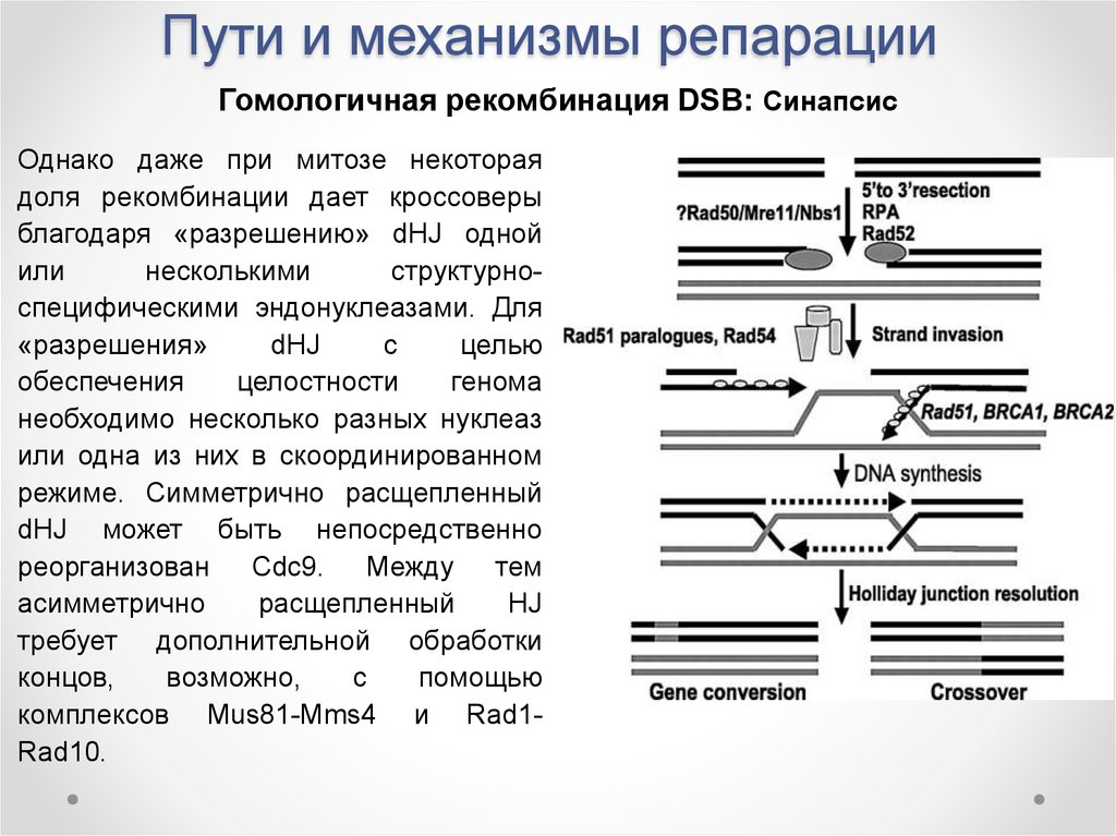 Источник взимания репараций по плану юнга