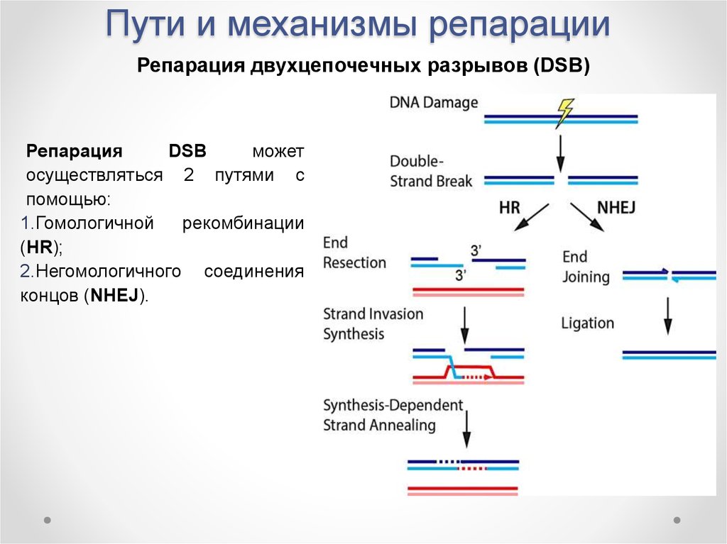 Репарация что это такое простыми словами