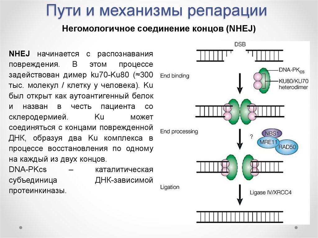 Репарация биохимия