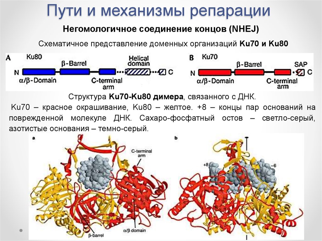 Конец соединения. Механизмы репарации. Механизмы пострадиационной репарации. Механизмы молекулярной репарации. Репарация соединительной ткани механизм.