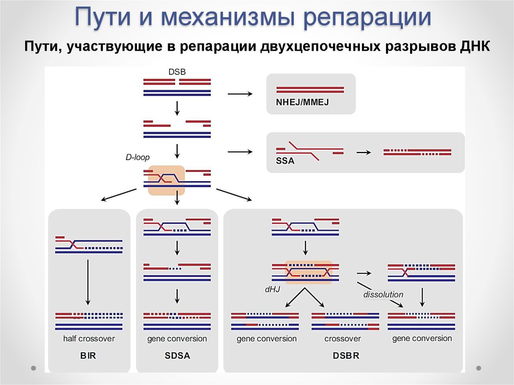 Репарация что это такое