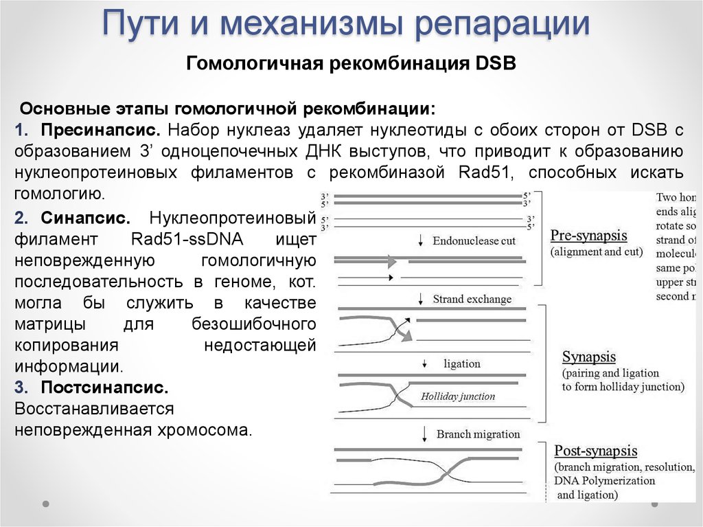 Репарация границ