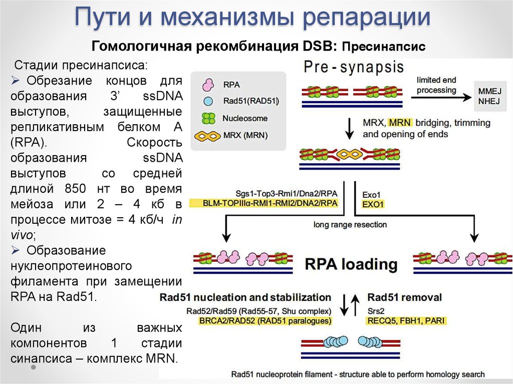 Рекомбинация днк схема