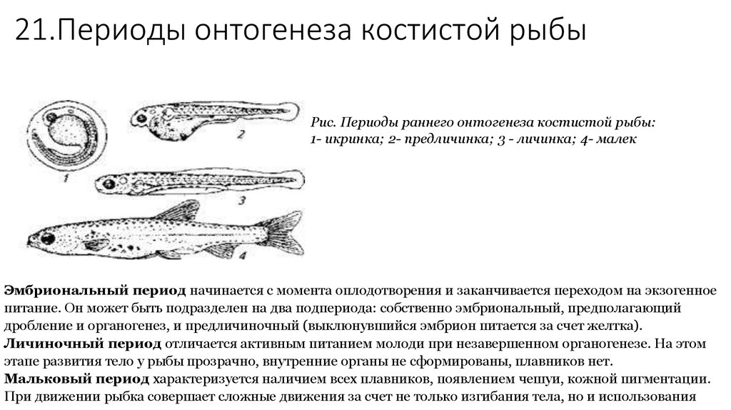 Тип развития щуки. Этапы эмбрионального развития рыб. Ранние этапы эмбрионального развития у рыб. Онтогенез рыб. Эмбриональный период развития рыб.