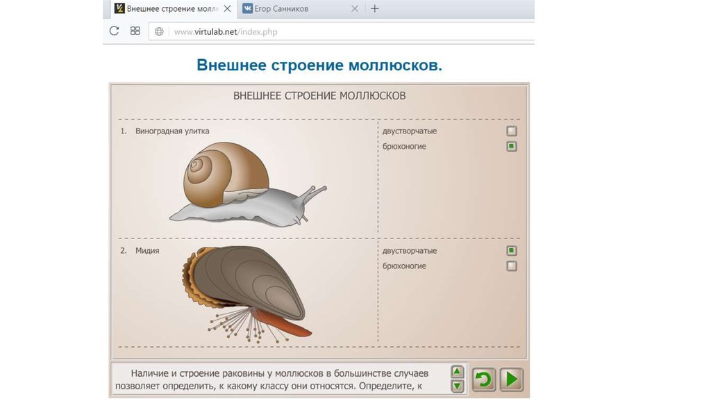 Лабораторная работа раковины моллюсков. Лабораторная работа внешнее строение моллюсков. Лабораторная работа строение моллюсков. Выполните лабораторную работу внешнее строение моллюсков. Лабораторная работа внешнее строение моллюска.