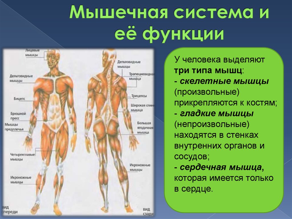 Укажите функции мышечной системы. Мышечная система. Органы мышечной системы человека. Мышечная система строение и функции. Мышечная система человека анатомия.
