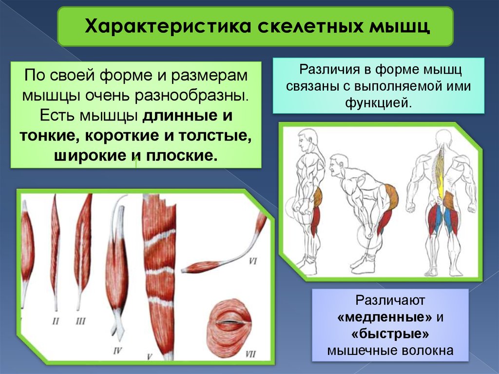 Строение и функции скелетных мышц. Формы мышц. По форме различают мышцы. Виды мышц длинные короткие. Классификация мышц по размеру.