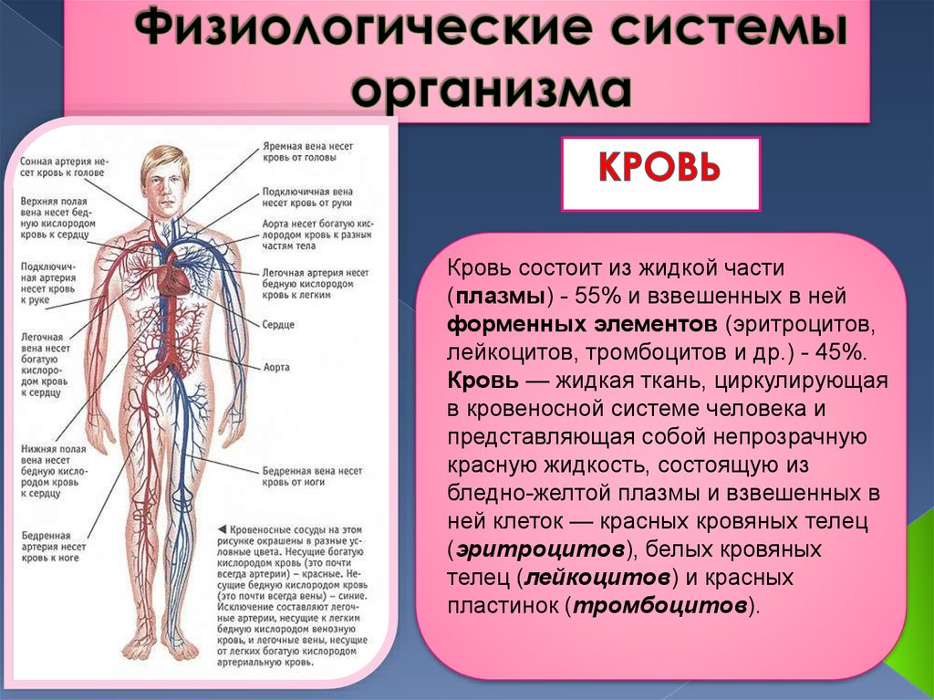 Взаимосвязь систем органов в организме человека. Системы организма. Системы человеческого организма. Системы органов организма человека. Физиологические системы организма человека.
