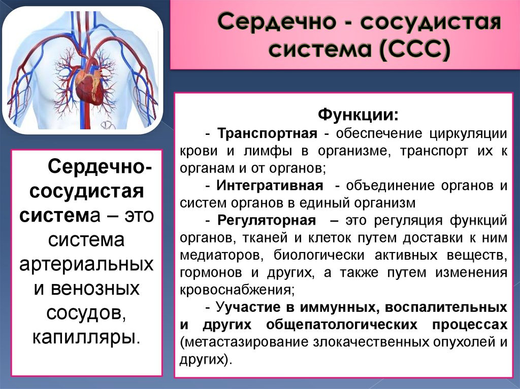 Роль кровообращения в организме. Функции сердечно-сосудистой системы кратко. Общая характеристика сердечно сосудистой системы кратко. ССС система функции строение. Сердечнососидестая система.