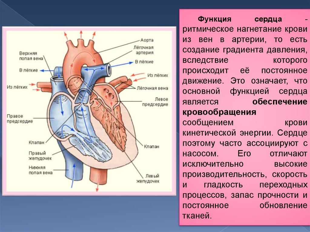 Верхняя и нижняя полые вены сердце