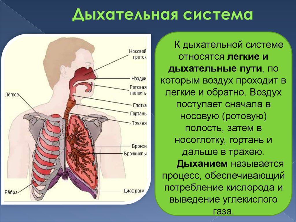 Дыхательная система особенности и функции. Ротовая полость дыхательная система. Дыхательная система и пищеварительная система. Дыхательная система органов структура. Анатомия человека дыхательная и пищеварительная система.