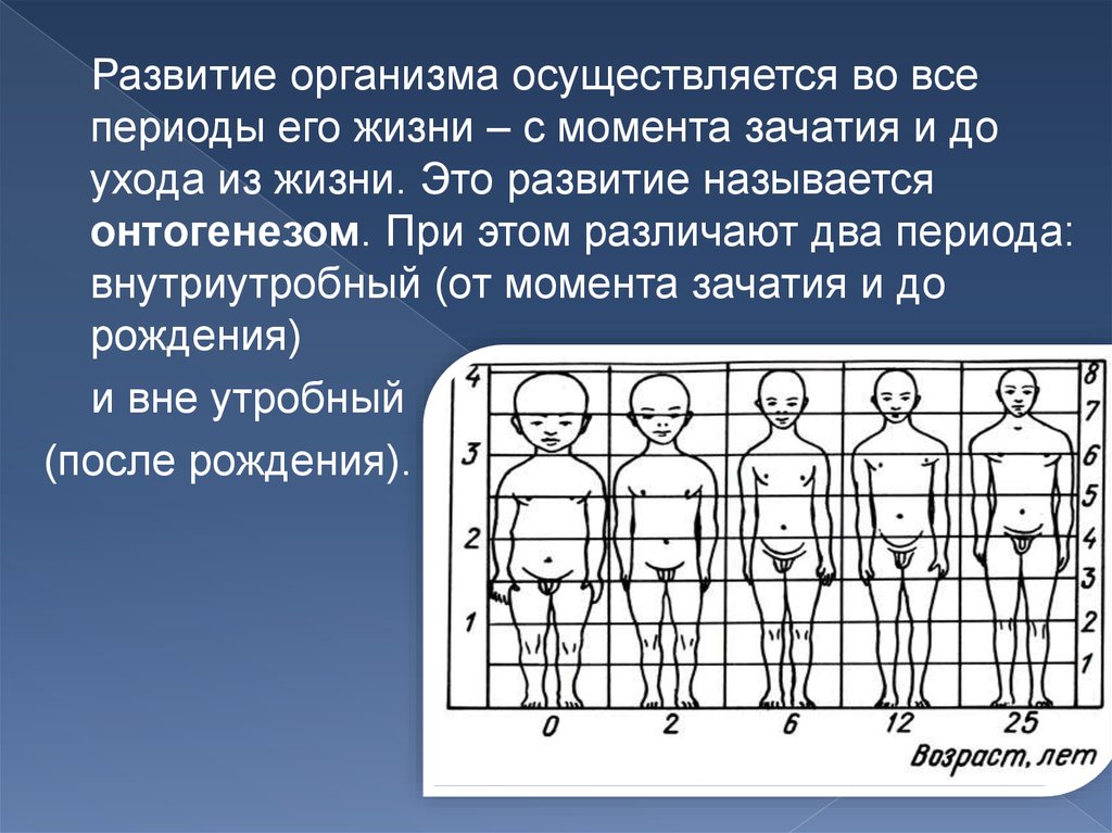 Человек осуществляется. Этапы развития организма человека. Периоды развития организма. Развитие организма осуществляется. Развитие организма осуществляется во все периоды его жизни.