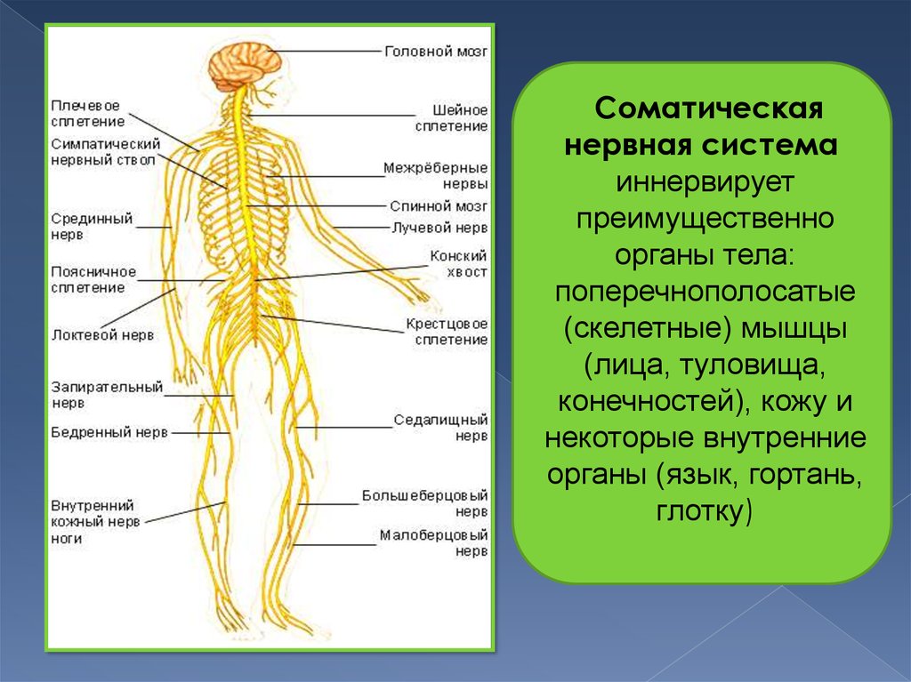 Иннервируемые органы соматической нервной системы. Органы иннервируемые соматической нервной системы. Соматическая нервная система иннервирует. Соматическая нервная система иннервирует мышцы. Нервы иннервирующие скелетные мышцы.