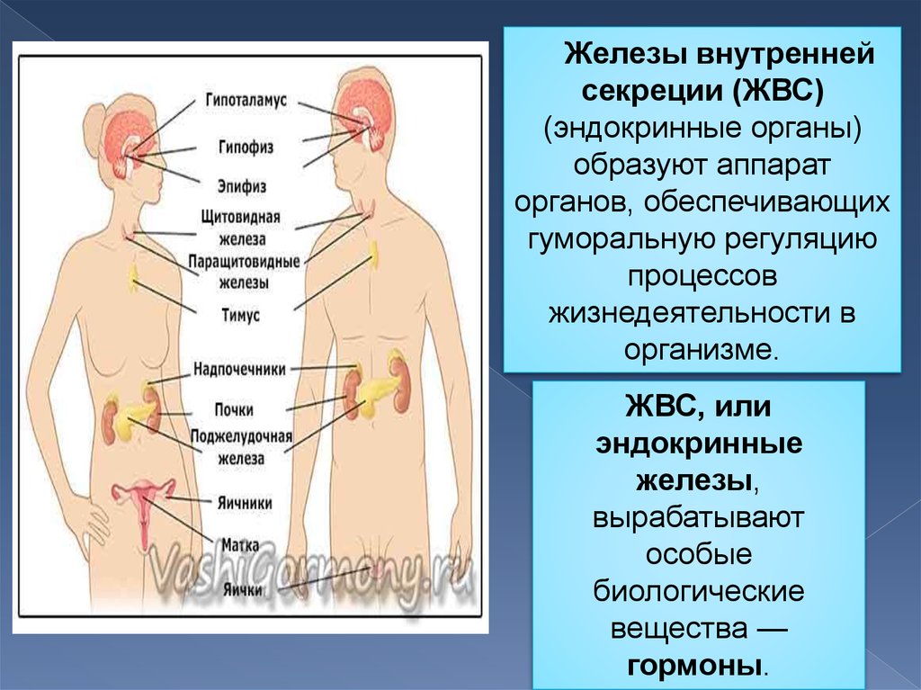 Эпифиз гипофиз надпочечники. Эндокринная система. Гуморальная система железы. Железы внутренней и смешанной секреции гормоны. Железы внутренней секреции, или эндокринные железы. Эндокринная система внешней секреции и внутренней.