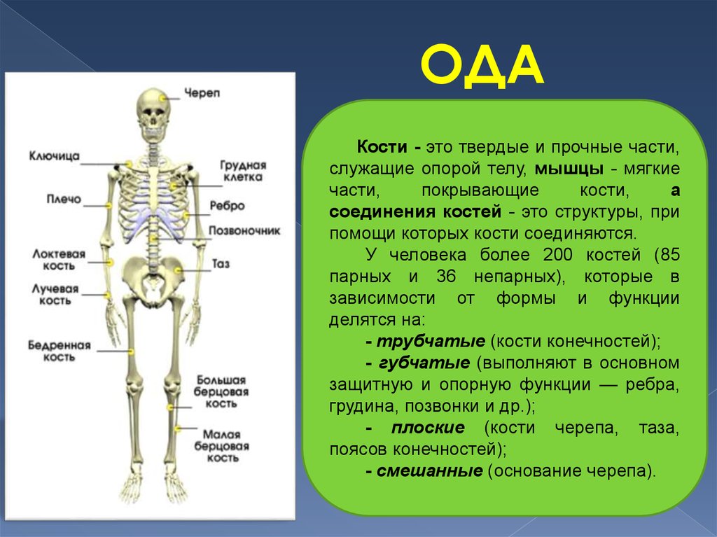 Кости черепа таза поясов конечностей. Кости черепа таза поясов это. Кость. Кости черепа таза поясов конечностей человека.