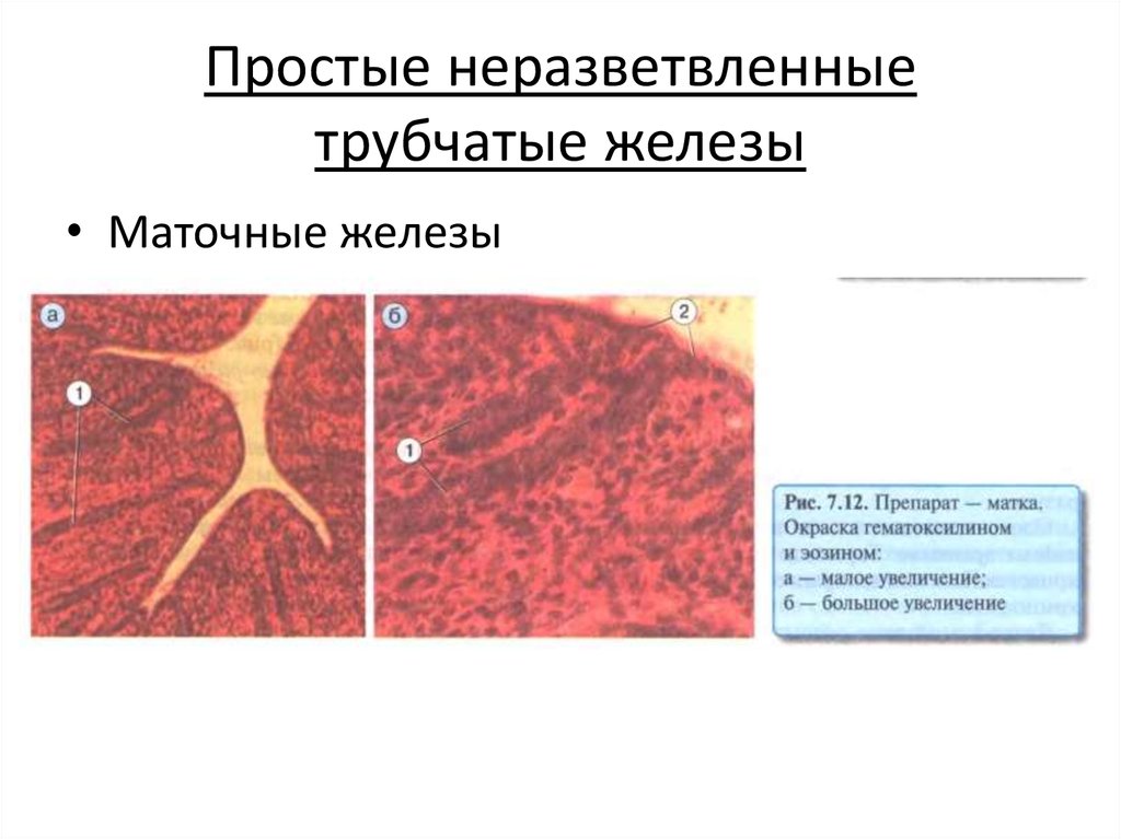 Альвеолярно трубчатые железы